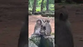 Monkey activities at Bayon Temple