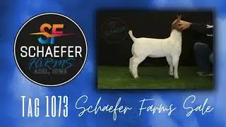 Schaefer Farms Show Goat Sale - Apr 7 - Tag 1073