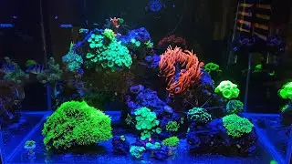 Akwarium morskie bez sumpa      saltwater aquarium without sump