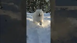 The happiest little snow bunny 🐰☃️ #snowdog #samoyed #fluffydog #snowadventures