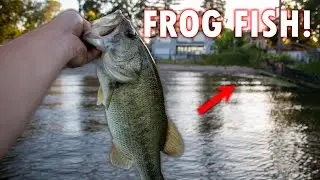 Frog Fishing & GIANT CATFISH on Clear Lake!