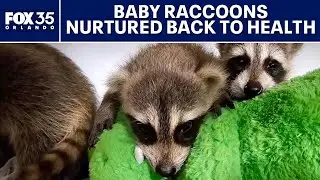 Over a dozen baby raccoons nurtured back to health after abandoned in Brevard