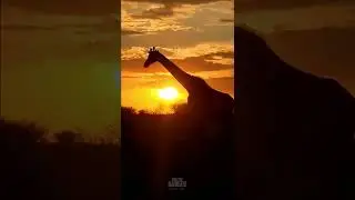 Giraffe Sunset #Wildlife | #ShortsAfrica