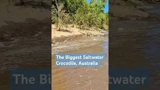 the biggest Saltwater Crocodile filmed in Australia.