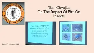 Fire & Insects - Tom Chvojka