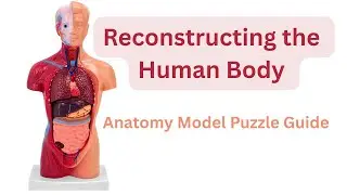 Human Anatomy Model Deconstruction & Reconstruction