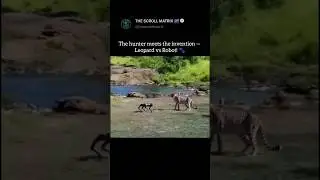 Leopard vs Robot &mdash; when wild instincts meet human innovation#naturevstechnology #animalvsmachine #yt