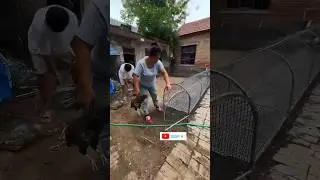 Woman Placing a Chicken into a Wire Coop in Rural Farmyard🦢🐔🐓