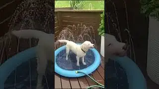 Pet Sprinkler Pad Play Cooling Mat Swimming Pool #shorts