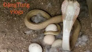 Mother Chicken Brave attacks Cobra Save chicks#Chicken #snake