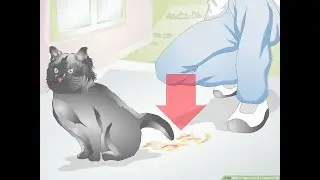 Difficult cat birth: when to wait and when to worry