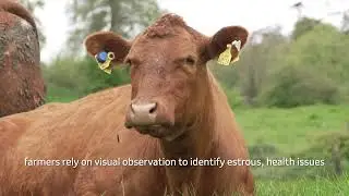 What is SenseHub&trade; Cow Calf?