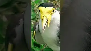 masked lapwing