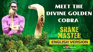 EP 10 | Golden Glory | Meet the Divine Golden Cobra | Snakemaster English | Vava Suresh