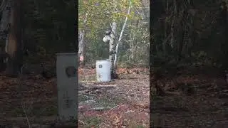 Marten checking out the bait barrel. #hunting #animals