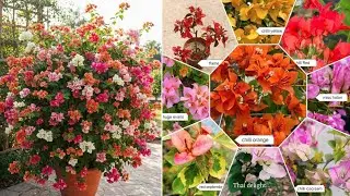 ₹ 99/- Only thai varieties Bougainvillea plant online sell Plant Nursery Kolkata 9874446688
