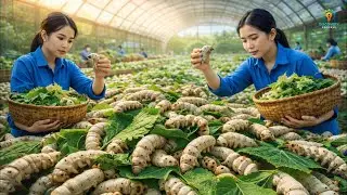 Inside China’s Mega Silkworm Industry How Billions of Worms Become Luxury Silk