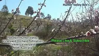 Bee pollination of Fruit trees in orchard in Australia #beekeeping #beehive #honey #pollinators