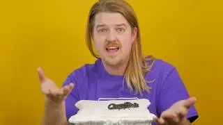 Scorpions Are Insectivores!  Part 3