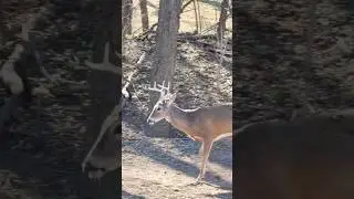 Whitetail Buck Slowly Strolling By! #nature #wildlife #bucks