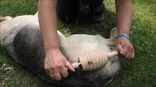 Anwendungsvideo RollArt Faszienrolle Hinterbeine Hund