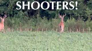 First Velvet Bucks of 2019! Soybean Scouting + Trail Cam Tips