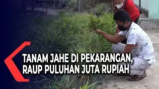Tanam Jahe di Pekarangan Rumah, Heriyanto Raup Omzet Puluhan Juta Rupiah