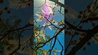 🌿 Sunlight Through Leaves | Peaceful Nature Video for Relaxation & Mindfulness