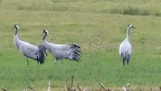 Ruf der Kranich Kraniche Vogel Grus Schreitvogel fliegen davon