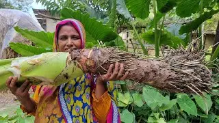 Ever Seen Such GIANT Arum Root! Wild Giant Taro New Cooking Manar Cheka Recipe MAAN KOCHU Mana Cheka