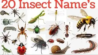 20 Insect Name's in English and Hindi | learning video for kids bugd and creepy Crawiling #insects