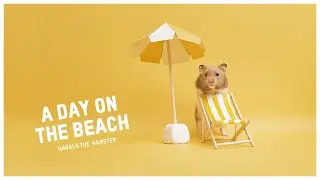 A Day on the Beach with Harald The Hamster