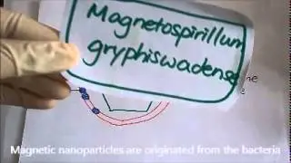 CUHK iGEM 2015 Project Video