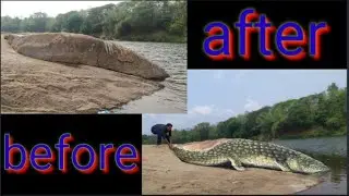 Aligator on river : rock painting