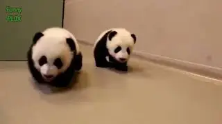 Cute Baby Animals Walking for the First Time Compilation