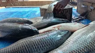 🔴 Live Fish Cutting ASMR | Fresh Fish Cleaning in Village | Relaxing Sounds for USA & Europe Viewers