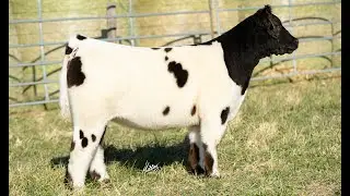 Schweer 123