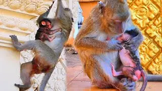 Monkey MANDA Brings Her Newborn Baby to Relax on a High Temple 🌿🐒 Peaceful Moment