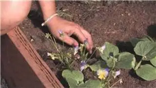 Flower Gardening : How to Take Care of Pansies
