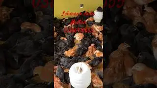 Lohmann chiks for sale #chicken #lohman #birds #lasanichicks #shotfeed