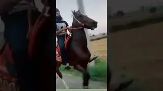 #tranding #horse #studmaster #fillyhorse #horselover #arabianstallion #horseage #horseriding #ghodi