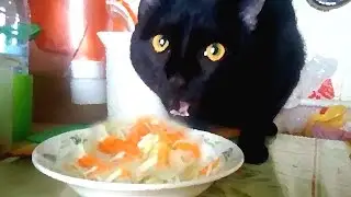 #Koshlandia, Siberian farm cats Cat eating salty cabbage Кот ест Солёную Капусту