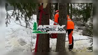 Winter Tree Emergency? Apex Tree Service Handles Fallen & Leaning Trees in Atlanta, GA