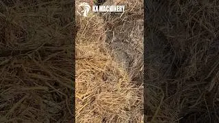 Paddy straw pellet machine rice straw pellet mill for biomass stalk pellets making #pelletmachine