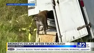 Monkeys escape after crash in Jasper County