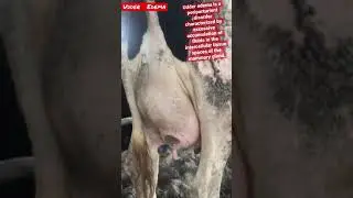 Udder Edema || Dairy Farming