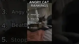 ANGRY Cat Moments #car #cat #funny #catshorts #funnycat #sillycat