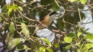 Pie-gri&egrave;che &agrave; bandeau, bay-backed shrike, lanius vittatus, Mirbat, Oman, novembre 2025