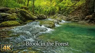 10 Hours of Forest Brook & Bird Sounds for Sleep, Focus & Relaxation