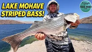 MONSTER Striped Bass at Lake Mohave! (New PB!) | Ft. @HMREELZ